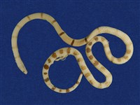 環紋赤蛇藏品圖，第8張